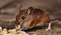 24 Hour & Emergency Exterminators in Old Line, PA